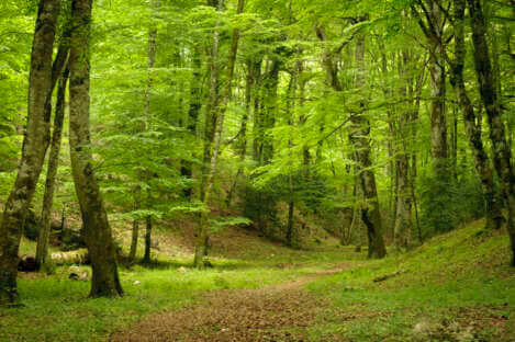 foresta umbra
