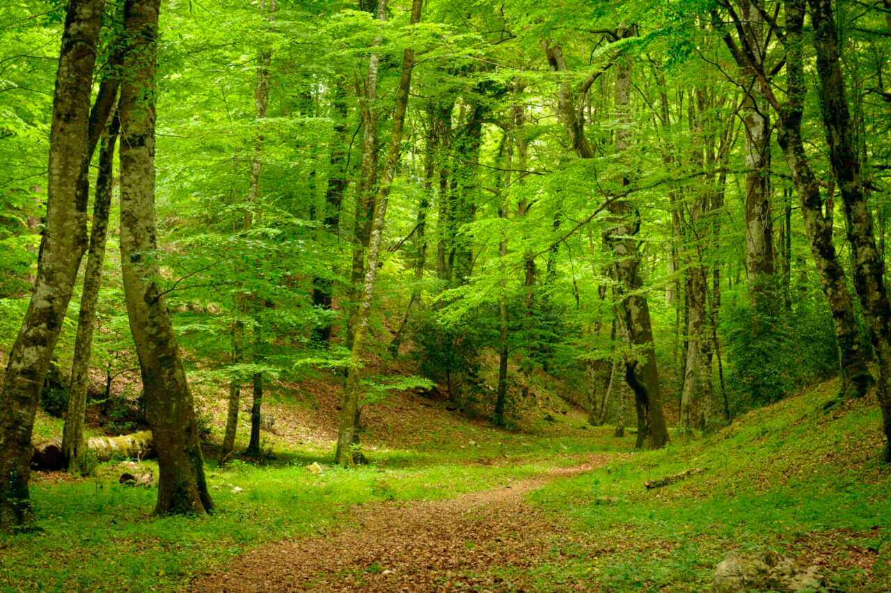Parco del Gargano, il Tar dispone di ratificare la presidenza a D’Errico entro due mesi Parco del Gargano, il Tar dispone di ratificare la presidenza a D’Errico entro due mesi