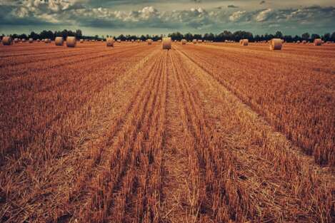 agricoltura grano