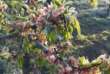 Puglia, temperature fino a -4 gradi: le gelate ghiacciano vigne e alberi in fiore