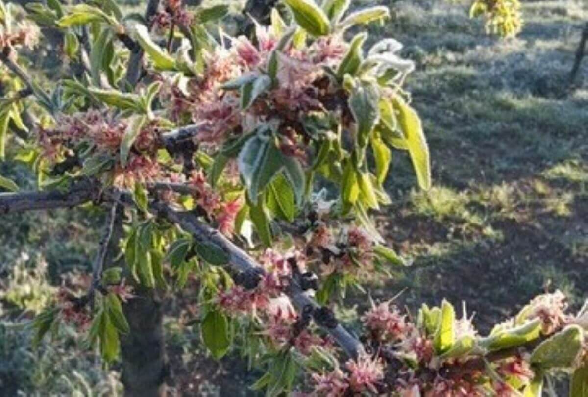 Puglia, temperature fino a -4 gradi: le gelate ghiacciano vigne e alberi in fiore Puglia, temperature fino a -4 gradi: le gelate ghiacciano vigne e alberi in fiore