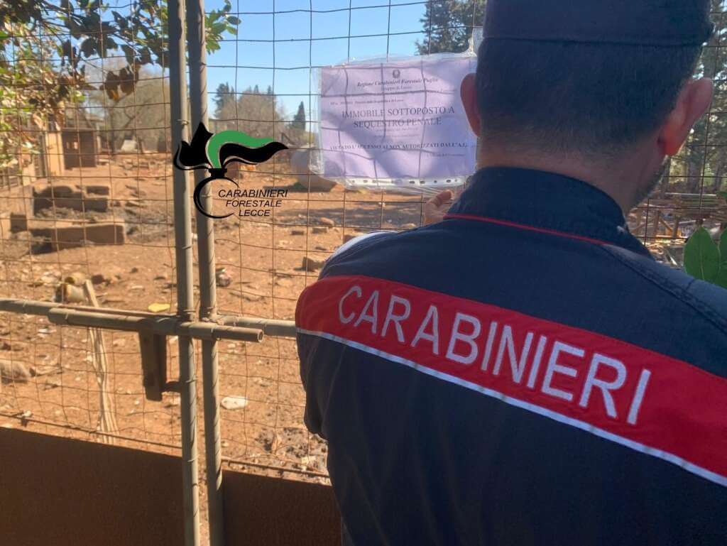San Donato di Lecce, scoperto allevamento abusivo di maiali: i suini venivano macellati clandestinamente