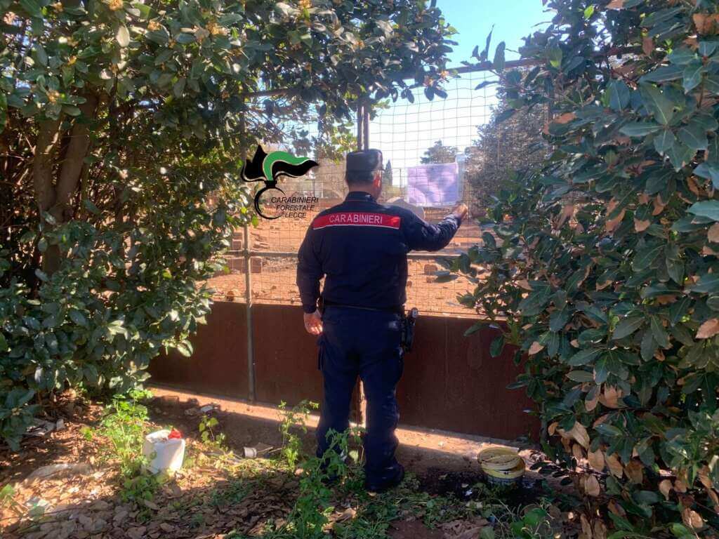 San Donato di Lecce, scoperto allevamento abusivo di maiali: i suini venivano macellati clandestinamente