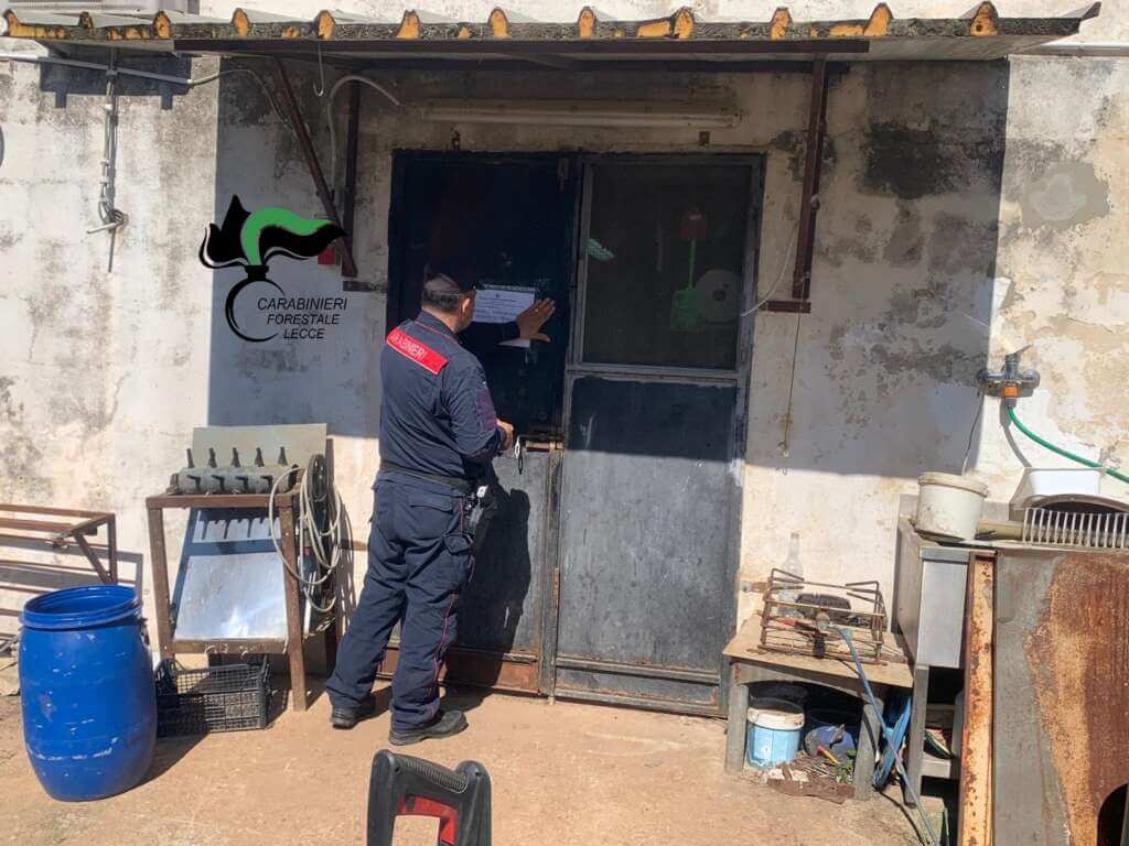 San Donato di Lecce, scoperto allevamento abusivo di maiali: i suini venivano macellati clandestinamente