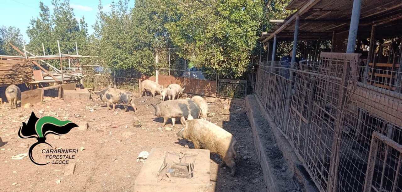 San Donato di Lecce, scoperto allevamento abusivo di maiali: i suini venivano macellati clandestinamente