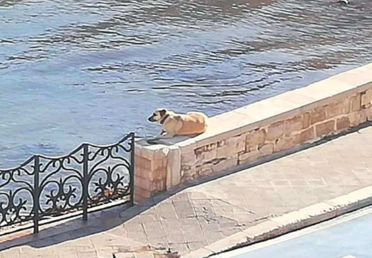 «Buon ponte dell’arcobaleno, cara Amica Sister»: il messaggio d’addio al cane più amato di Trani «Buon ponte dell’arcobaleno, cara Amica Sister»: il messaggio d’addio al cane più amato di Trani