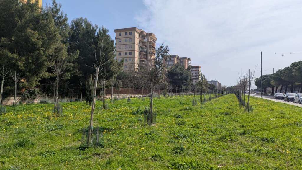 Bari, 905 alberi e 1193 arbusti: inaugurato a Japigia il bosco urbano dedicato alle vittime del Covid – FOTO