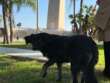 Brindisi, l’estorsione del cane rapito è in agguato: piovono segnalazioni dai dog park