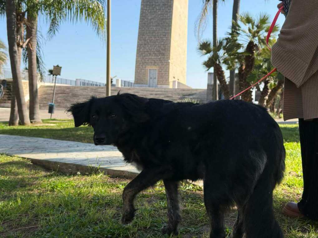 Brindisi, l’estorsione del cane rapito è in agguato: piovono segnalazioni dai dog park