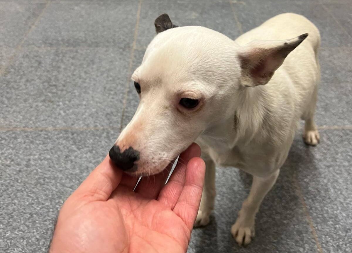 Manfredonia, cane trascinato da un’auto: lo salvano due cittadine