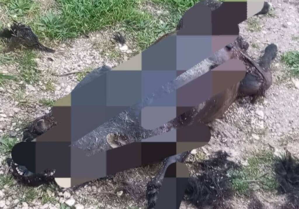 Galleria foto 'Orrore nelle campagne di Casamassima: trovato il corpo semicarbonizzato di un cane' - foto 1