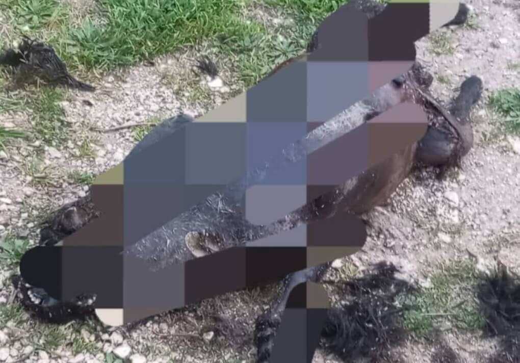 Orrore nelle campagne di Casamassima: trovato il corpo semicarbonizzato di un cane Orrore nelle campagne di Casamassima: trovato il corpo semicarbonizzato di un cane