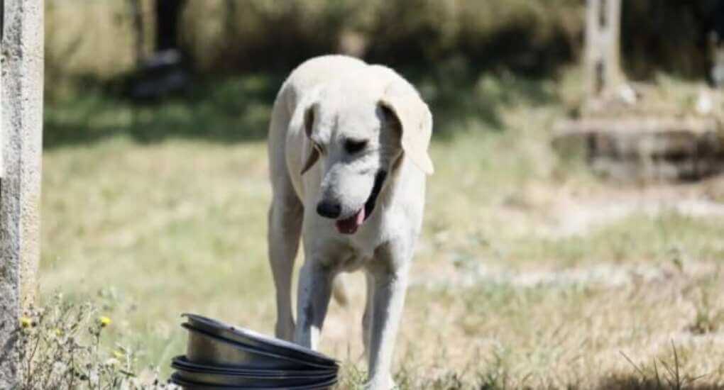 Cani avvelenati a Bari, dopo le segnalazioni il Comune avvia accertamenti e allerta i proprietari