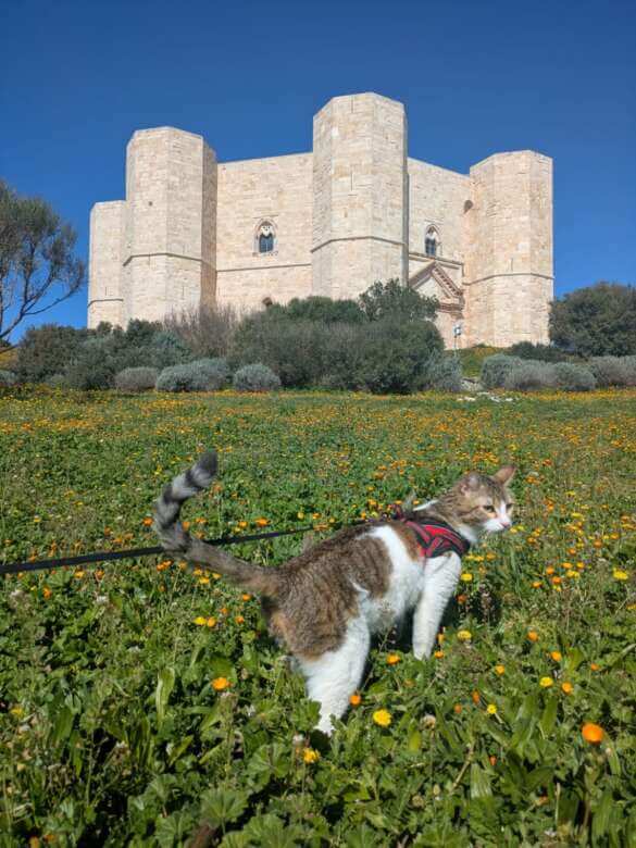 Castel del Monte accoglie la primavera con il servizio “Pet Friendly”: «Gli animali sono i benvenuti» – FOTO