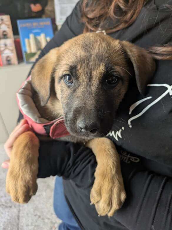 Castel del Monte accoglie la primavera con il servizio “Pet Friendly”: «Gli animali sono i benvenuti» – FOTO