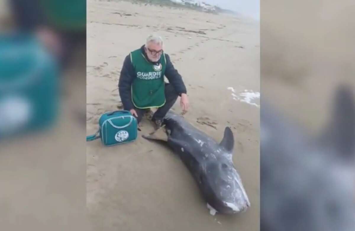Castellaneta Marina, ritrovato cucciolo di Grampo in spiaggia: si indaga sulle cause della sua morte