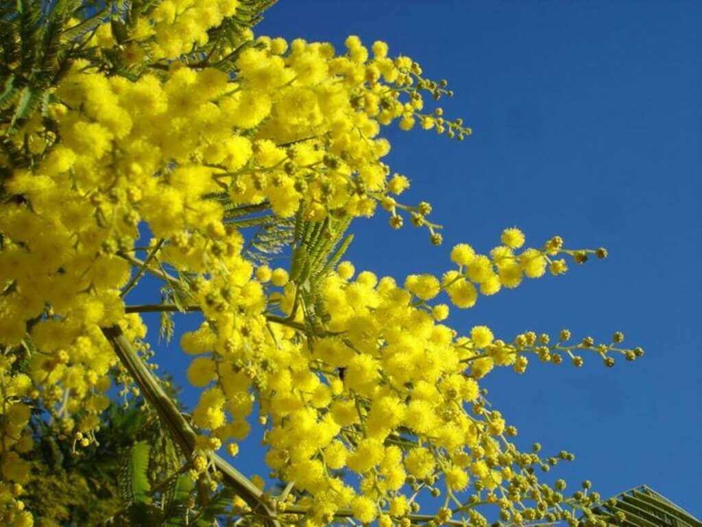 Galleria foto 'Ecco la mimosa, un fiore contro stress e malattie' - foto 1
