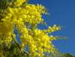 Ecco la mimosa, un fiore contro stress e malattie
