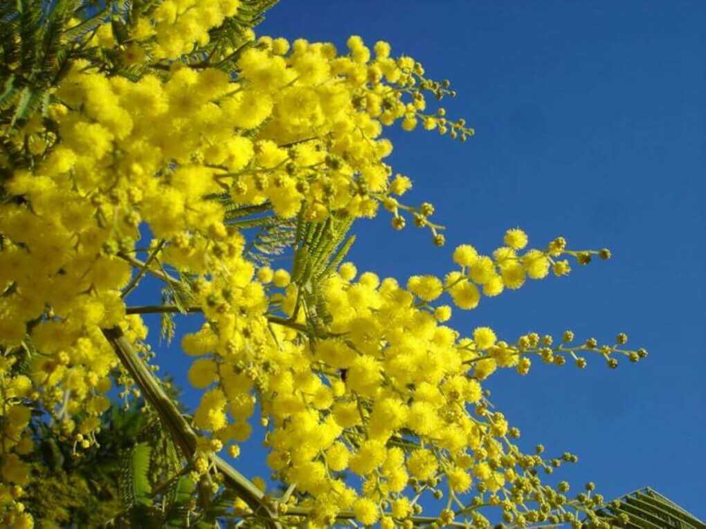 Ecco la mimosa, un fiore contro stress e malattie Ecco la mimosa, un fiore contro stress e malattie