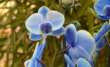 L’orchidea blu, un antidoto agli effetti dell’ora legale