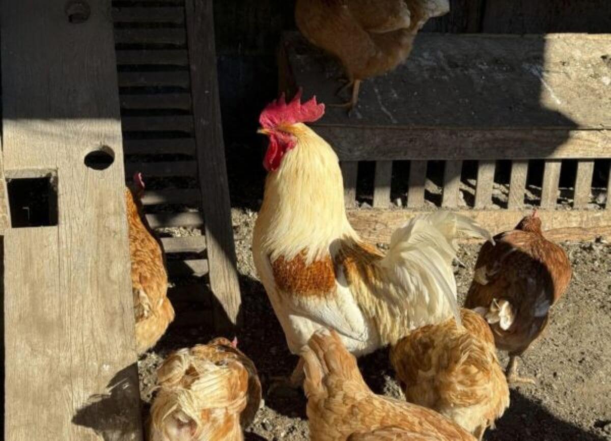 Sicurezza alimentare, la Fao lancia l’allarme: «Servono azioni più incisive contro l’aviaria»