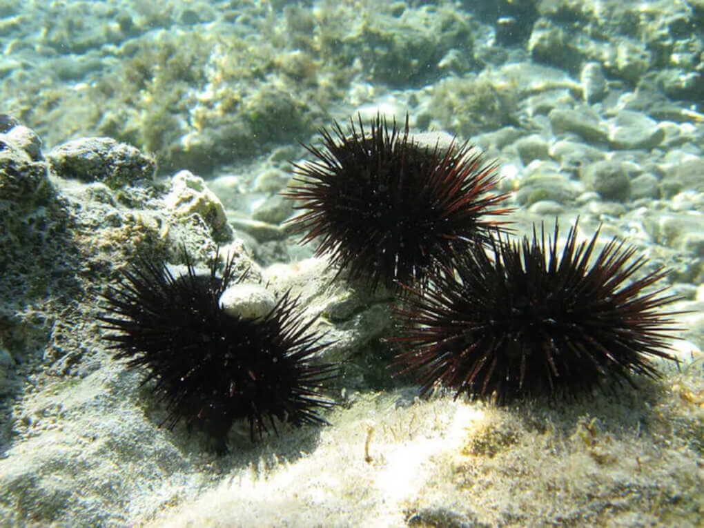Ristori ai pescatori dopo lo stop alla raccolta dei ricci di mare in Puglia, Pagliaro: «Buona notizia» Ristori ai pescatori dopo lo stop alla raccolta dei ricci di mare in Puglia, Pagliaro: «Buona notizia»