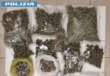 Barletta, nasconde in casa tre chili di marijuana e una pistola: arrestato un 57enne