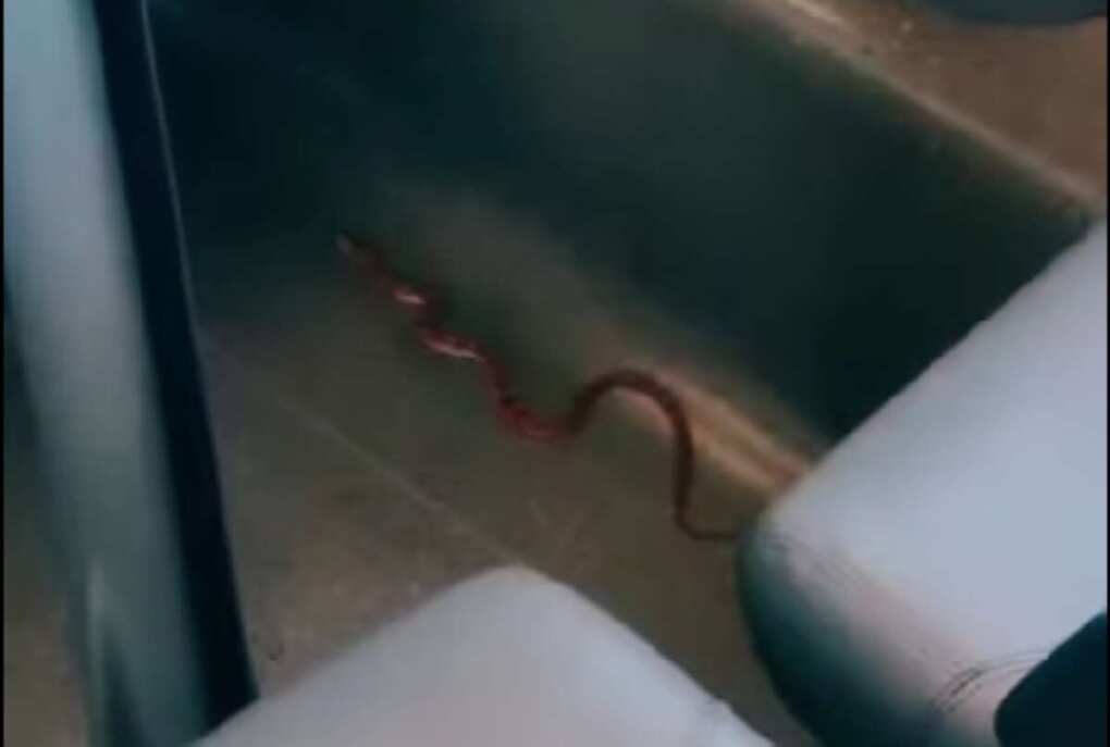 Serpente nel Frecciarossa Lecce-Milano: treno fatto evacuare ad Ancona alla ricerca del rettile – VIDEO Serpente nel Frecciarossa Lecce-Milano: treno fatto evacuare ad Ancona alla ricerca del rettile – VIDEO