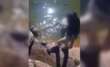 Bari, lancia la sigaretta e poi prende a calci le tartarughe di Parco 2 Giugno: denunciata – VIDEO
