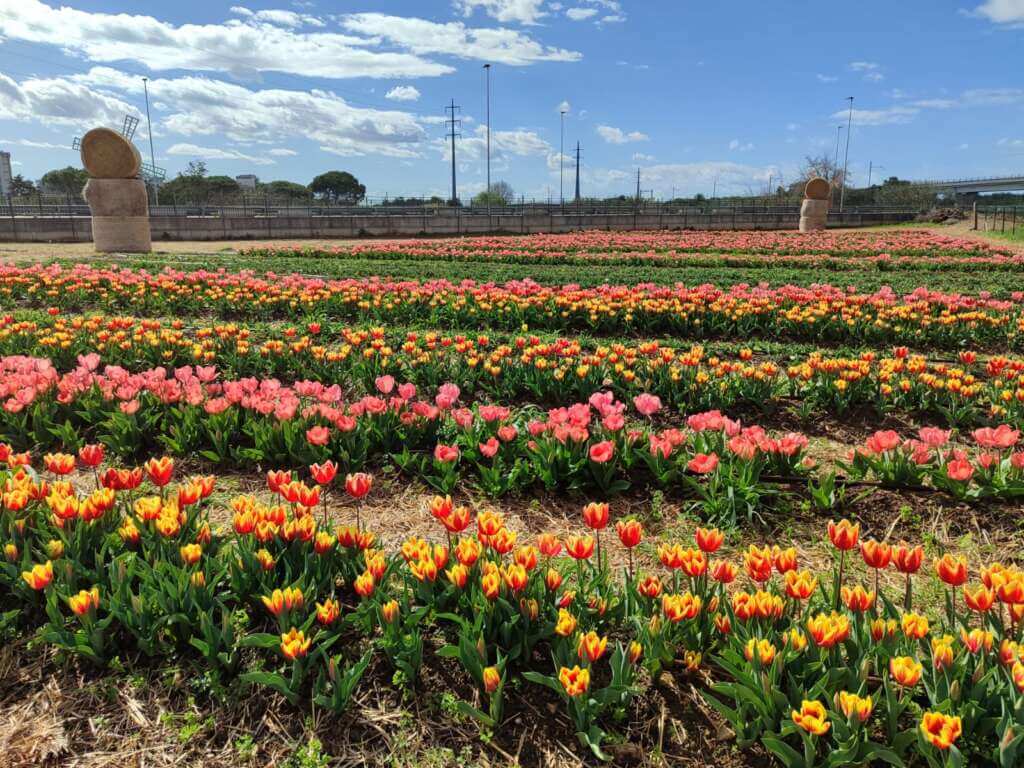Galleria foto 'TuliPark Bari, si inaugura la seconda stagione: quasi 100 specie di tulipani e 330mila bulbi – FOTO' - foto 3