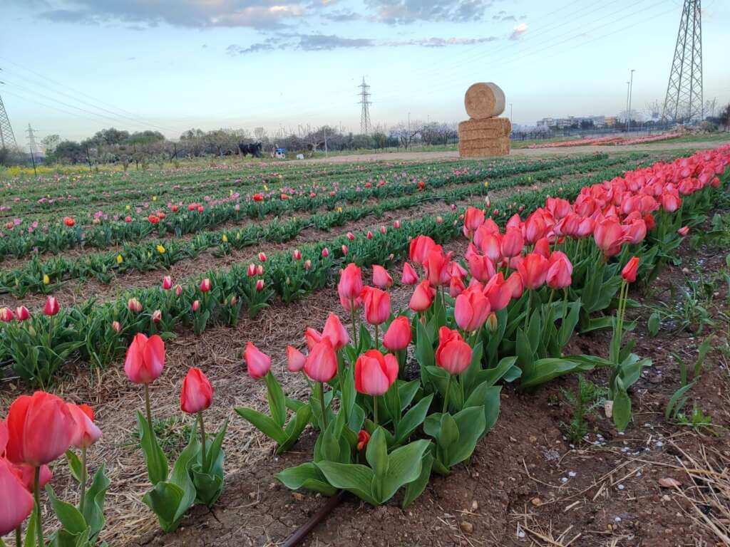Galleria foto 'TuliPark Bari, si inaugura la seconda stagione: quasi 100 specie di tulipani e 330mila bulbi – FOTO' - foto 5
