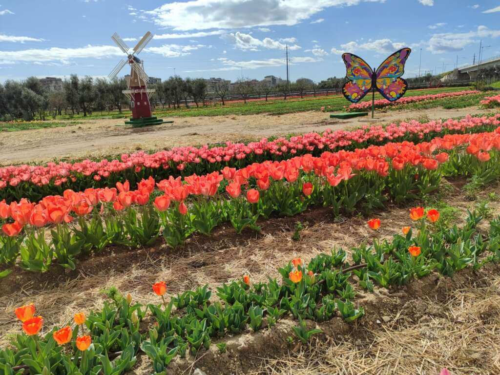 Galleria foto 'TuliPark Bari, si inaugura la seconda stagione: quasi 100 specie di tulipani e 330mila bulbi – FOTO' - foto 2