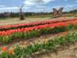 TuliPark Bari, si inaugura la seconda stagione: quasi 100 specie di tulipani e 330mila bulbi – FOTO