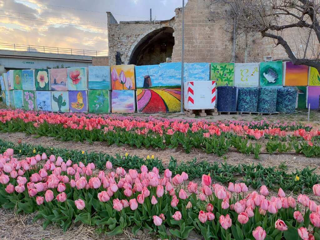 Galleria foto 'TuliPark Bari, si inaugura la seconda stagione: quasi 100 specie di tulipani e 330mila bulbi – FOTO' - foto 6