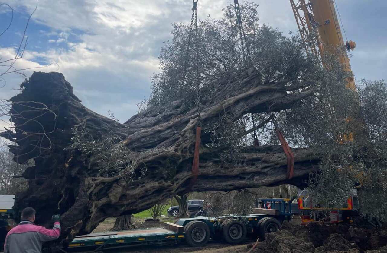 Il Patriarca torna al Sud: l’ulivo millenario originario dell’Aspromonte trova casa a Gravina in Puglia