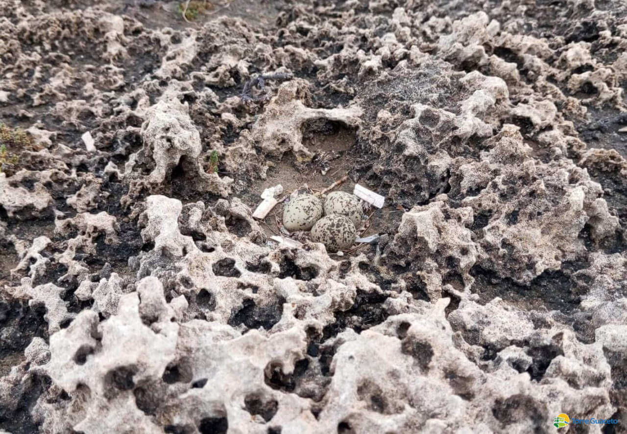 Torre Guaceto, avvistato il primo nido di fratini. L’appello: «Bisogna proteggerlo, non portate i cani»