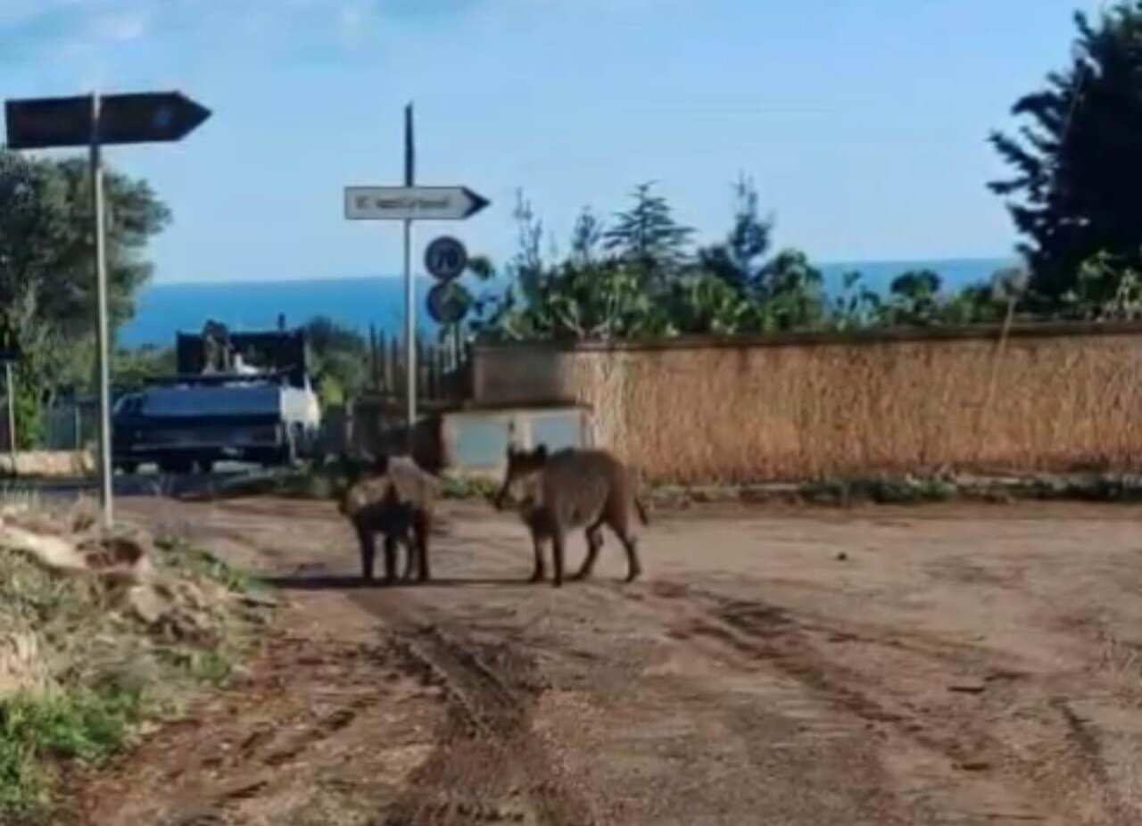 Puglia, 12 incidenti gravi causati dai cinghiali. La denuncia: «Sulle strade ormai è emergenza»