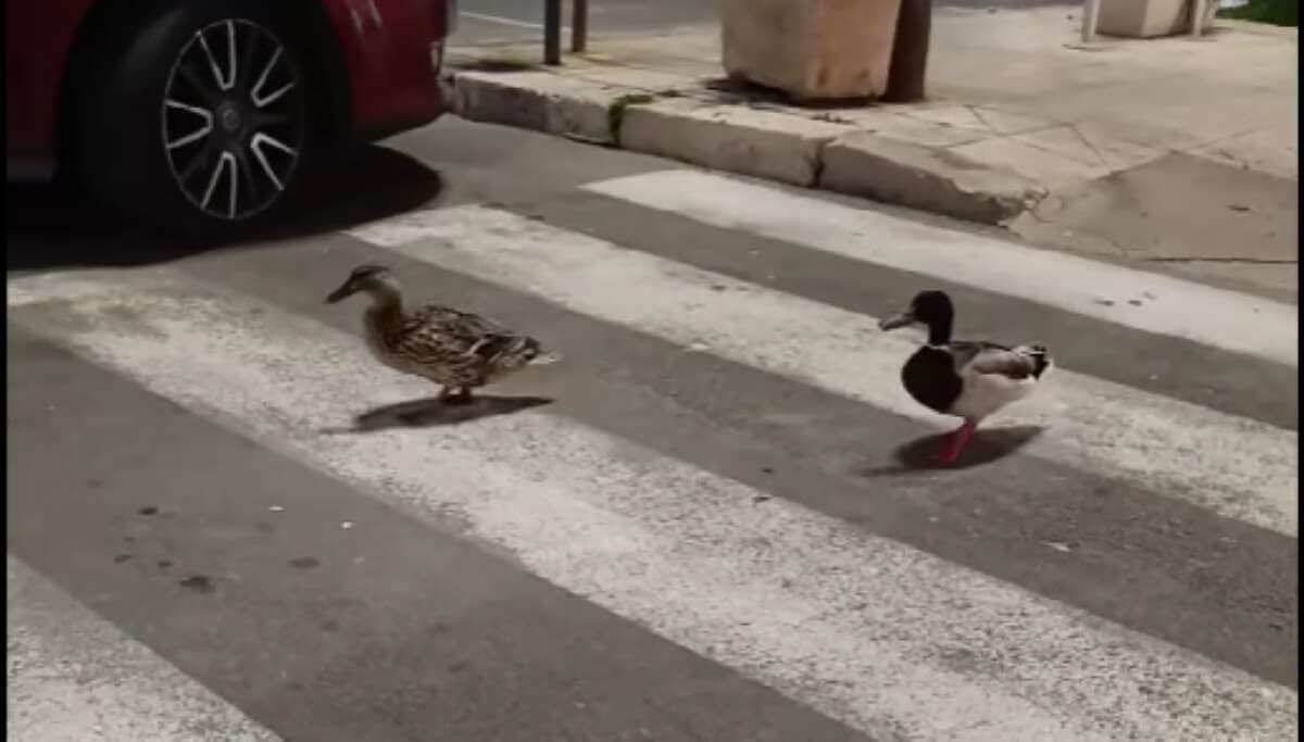«Conoscono le regole meglio di noi», a Porto Cesareo le anatre attraversano sulle strisce pedonali – VIDEO