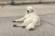 È allarme a Borgo Mezzanone, tre cani morti avvelenati in due giorni: «Una strage silenziosa»