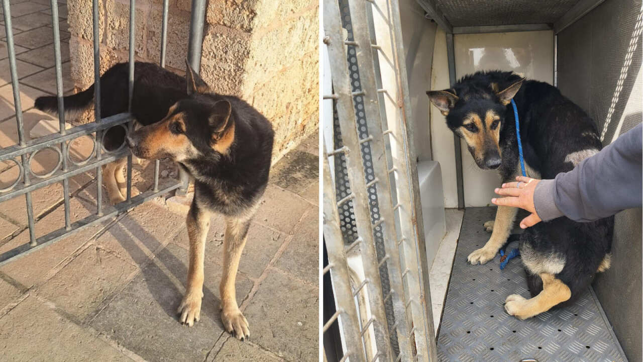 Nardò, brutta avventura per un cane: resta incastrato tra le sbarre di un cancello. Salvato dopo ore – VIDEO Nardò, brutta avventura per un cane: resta incastrato tra le sbarre di un cancello. Salvato dopo ore – VIDEO