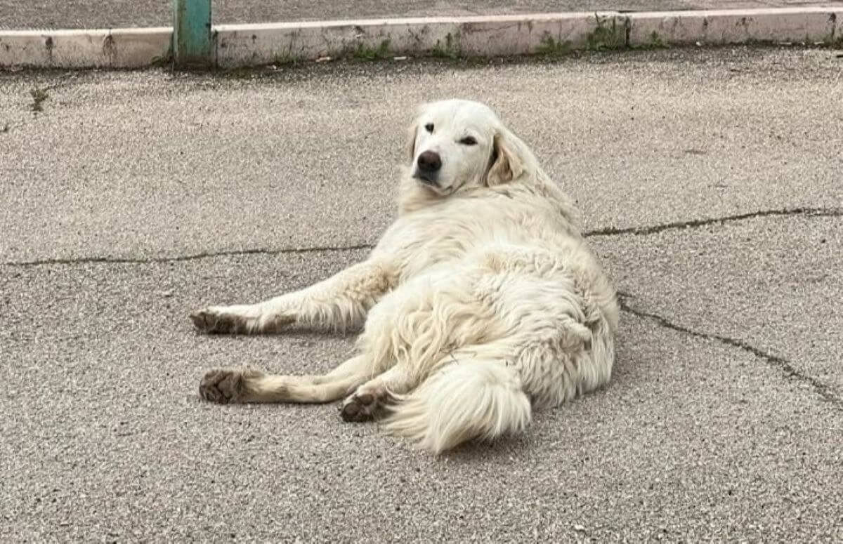 È allarme a Borgo Mezzanone, tre cani morti avvelenati in due giorni: «Una strage silenziosa»