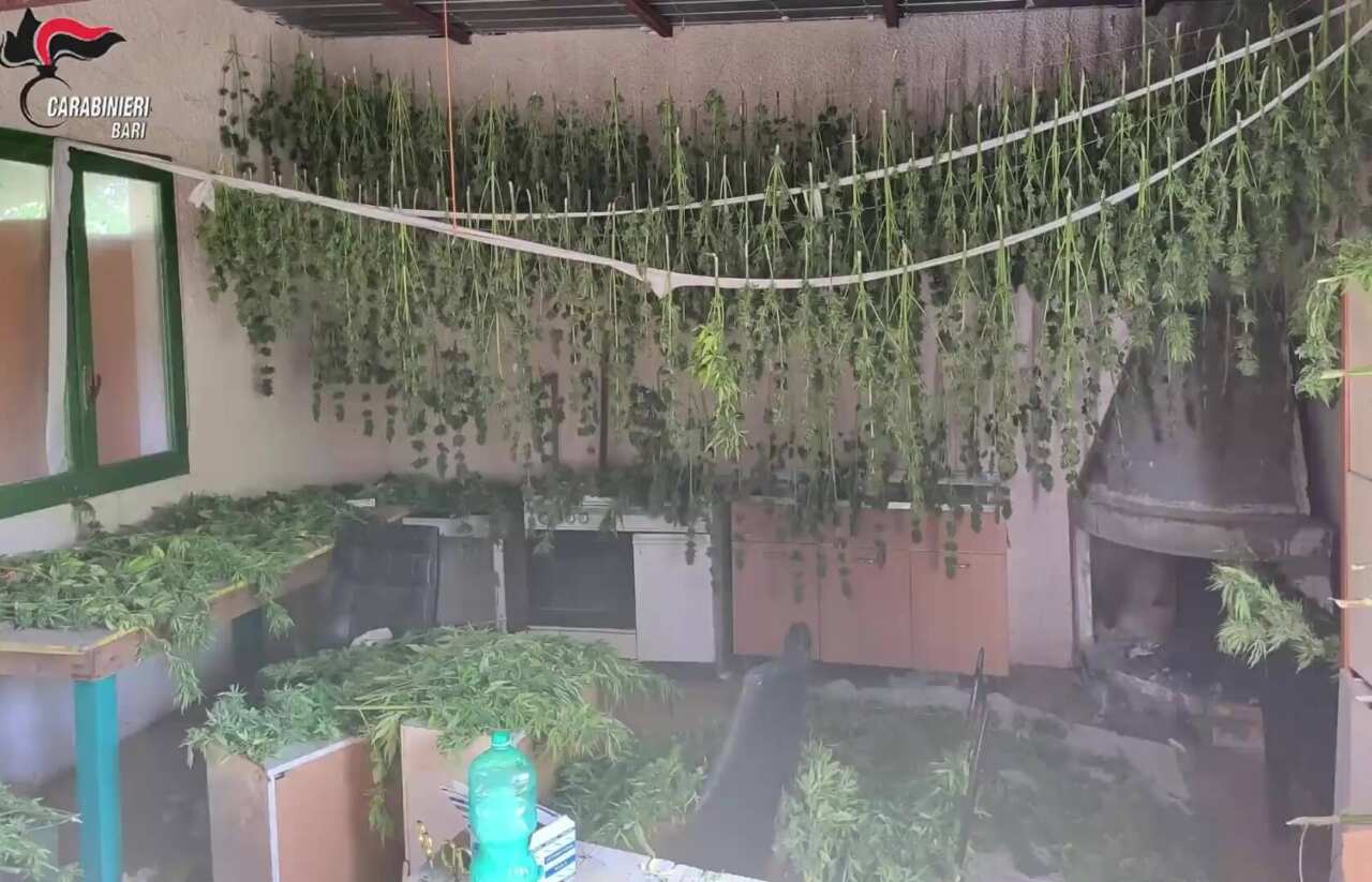 Altamura, “pizze” e “birre” a domicilio h24 ma erano cocaina e marijuana: arrestati i “rider della droga” – VIDEO Altamura, “pizze” e “birre” a domicilio h24 ma erano cocaina e marijuana: arrestati i “rider della droga” – VIDEO