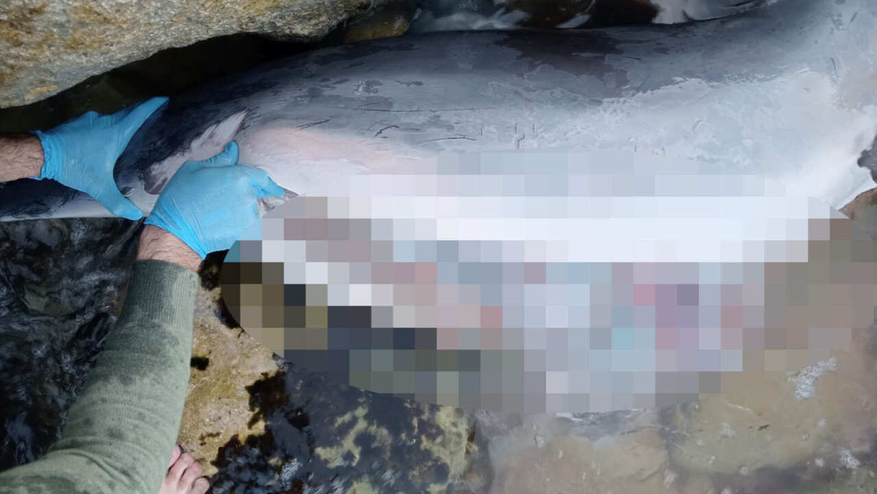 Molfetta, macabra scoperta sul lungomare: trovato un delfino sventrato e mutilato – VIDEO Molfetta, macabra scoperta sul lungomare: trovato un delfino sventrato e mutilato – VIDEO