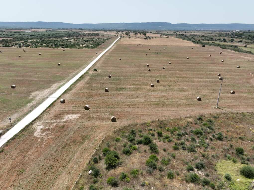 Puglia, Triggiani: «Le dune costiere sono un patrimonio prezioso e fragile da tutelare» – FOTO Puglia, Triggiani: «Le dune costiere sono un patrimonio prezioso e fragile da tutelare» – FOTO