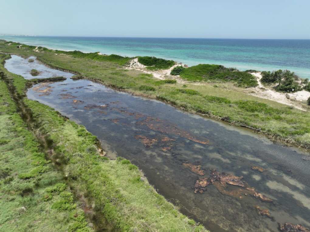 Puglia, Triggiani: «Le dune costiere sono un patrimonio prezioso e fragile da tutelare» – FOTO Puglia, Triggiani: «Le dune costiere sono un patrimonio prezioso e fragile da tutelare» – FOTO