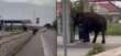 Follia ad Altamura, cucciolo di elefante fugge dal circo e “fa visita” ad un distributore di benzina – VIDEO