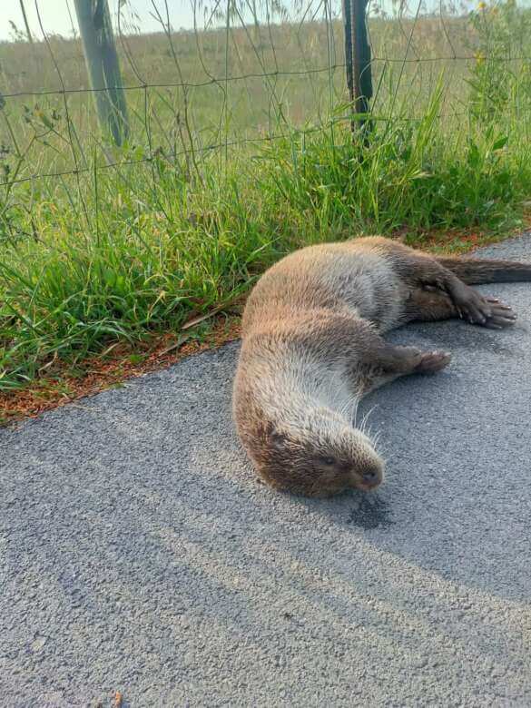 Manfredonia, una lontra investita vicino all’Oasi Laguna del Re: «È una specie protetta, va tutelata»