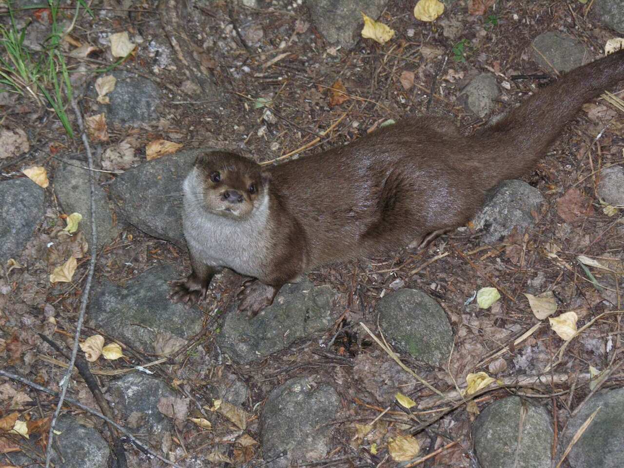 Manfredonia, una lontra investita vicino all’Oasi Laguna del Re: «È una specie protetta, va tutelata»