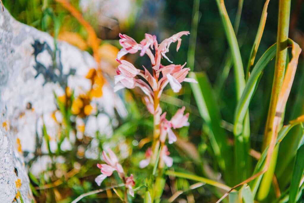 Mattinata, da tutto il mondo per gli “Orchidays”: 4 giorni di natura, escursioni e spettacoli – FOTO