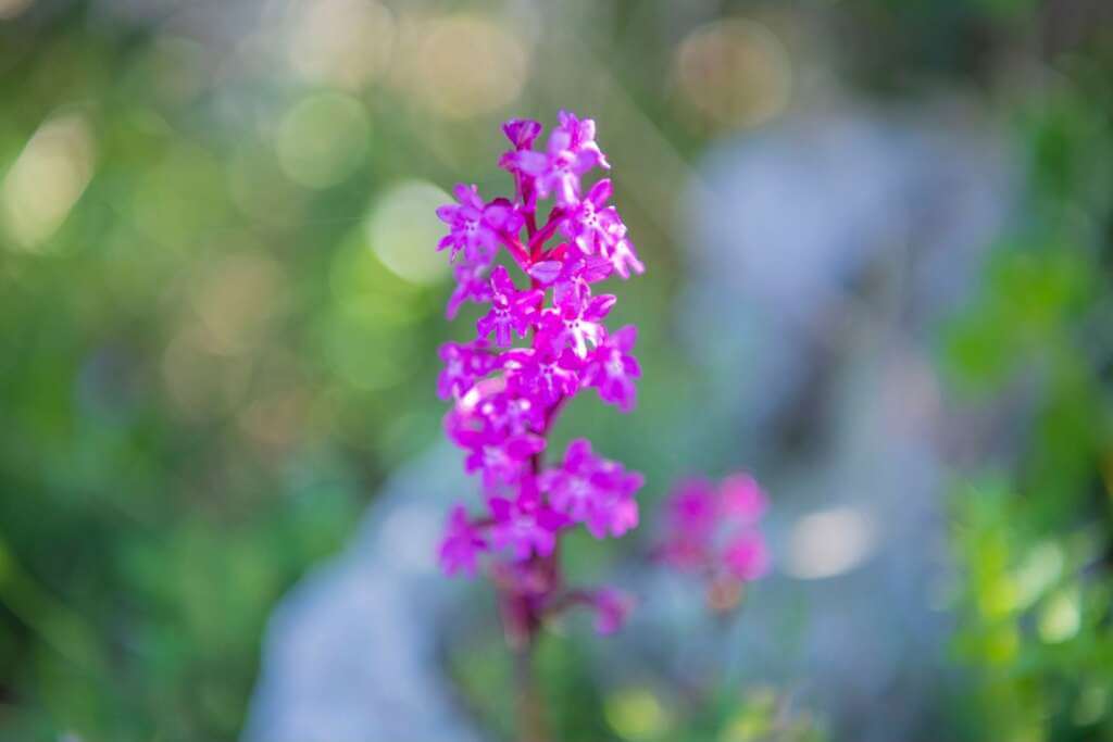 Mattinata, da tutto il mondo per gli “Orchidays”: 4 giorni di natura, escursioni e spettacoli – FOTO